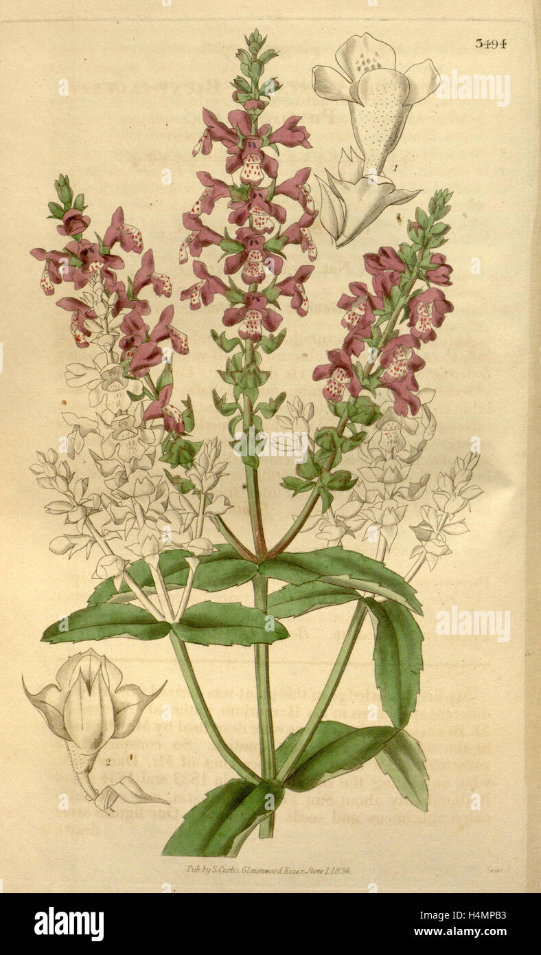 Botanische Print- oder englischen Naturgeschichte Illustration von Joseph Swan 1796-1872, britischer Kupferstecher Stockfoto