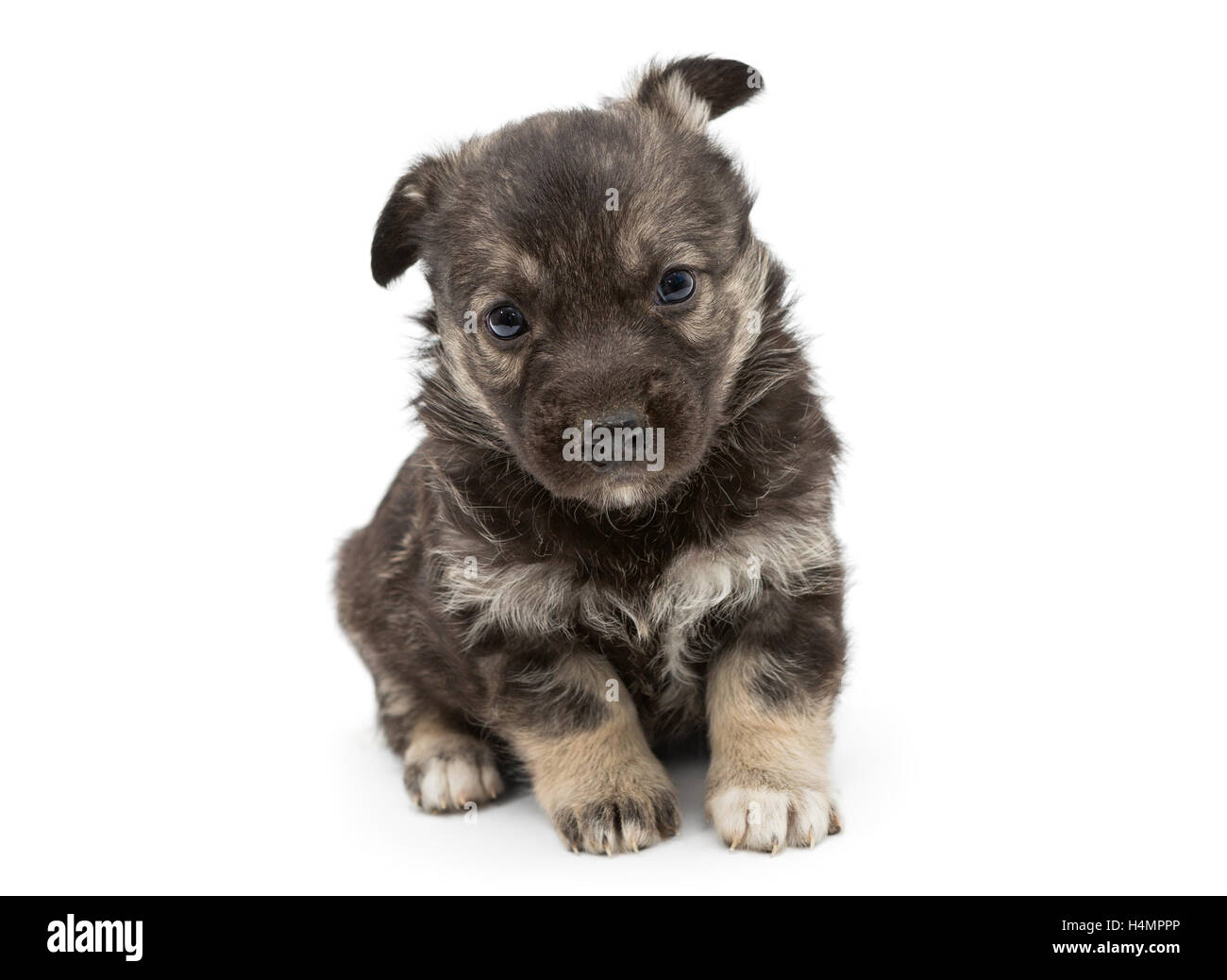 Trauriger Mischling Welpen braun, isoliert auf weiss Stockfoto