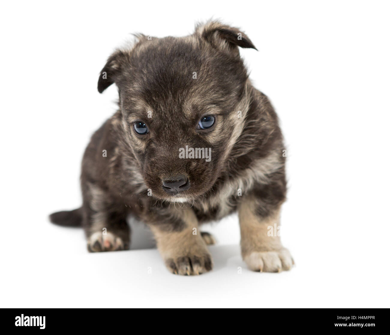 Trauriger Mischling Welpen braun, isoliert auf weiss Stockfoto