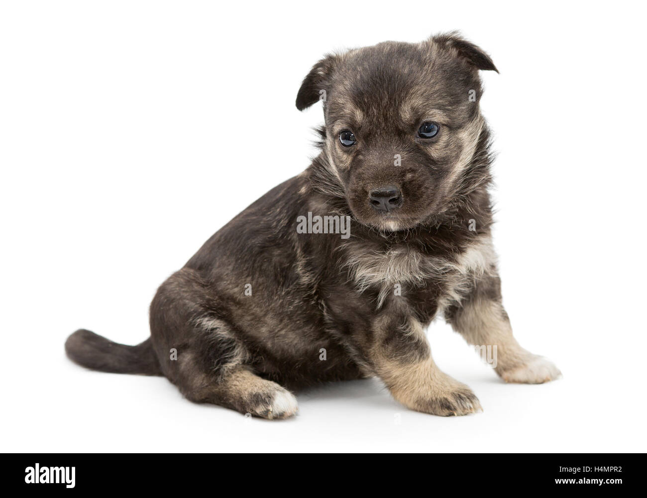 Trauriger Mischling Welpen braun, isoliert auf weiss Stockfoto
