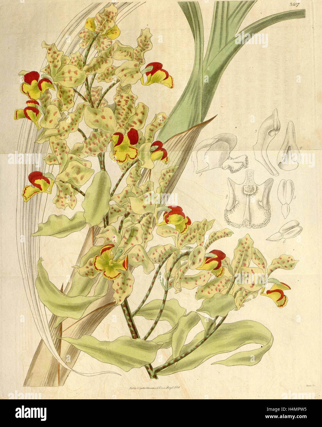 Botanische Print- oder englischen Naturgeschichte Illustration von Joseph Swan 1796-1872, britischer Kupferstecher Stockfoto