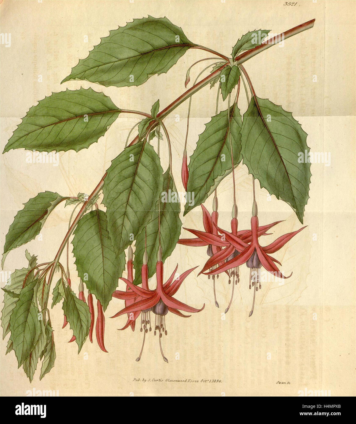 Botanische Print- oder englischen Naturgeschichte Illustration von Joseph Swan 1796-1872, britischer Kupferstecher Stockfoto