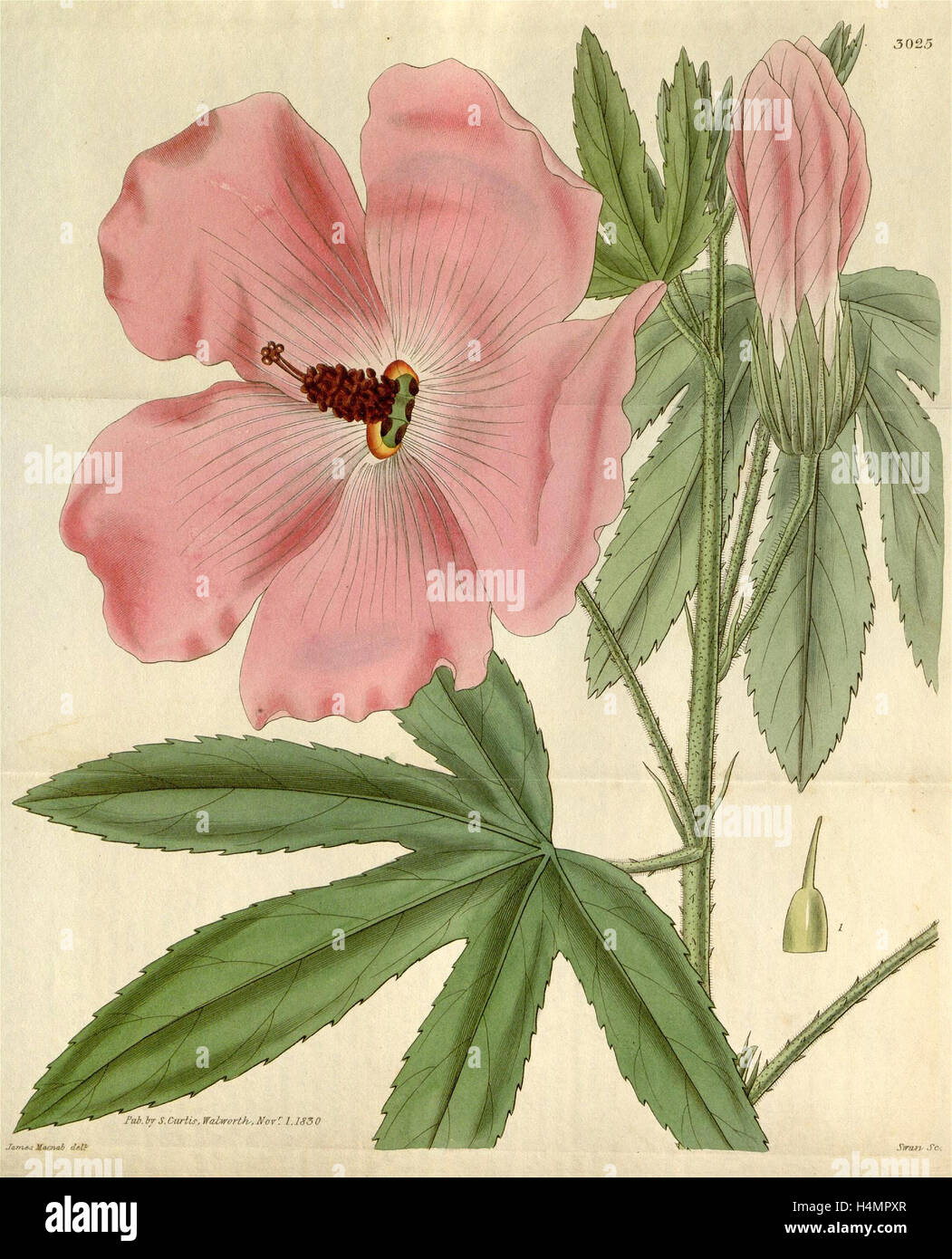 Botanische Print- oder englischen Naturgeschichte Illustration von Joseph Swan 1796-1872, britischer Kupferstecher Stockfoto