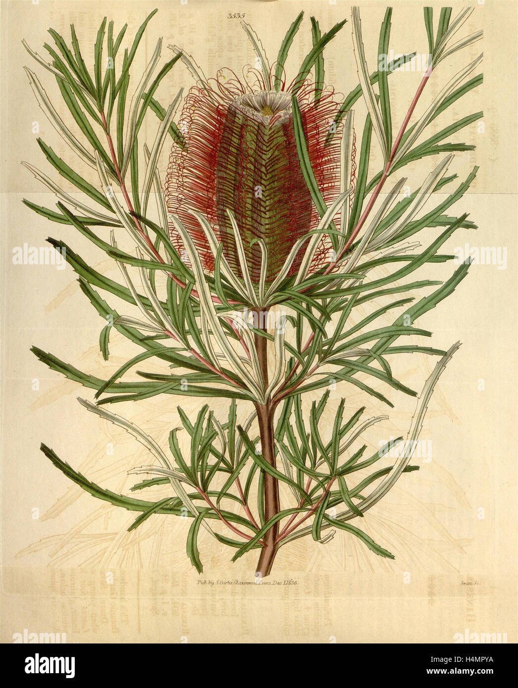 Botanische Print- oder englischen Naturgeschichte Illustration von Joseph Swan 1796-1872, britischer Kupferstecher Stockfoto