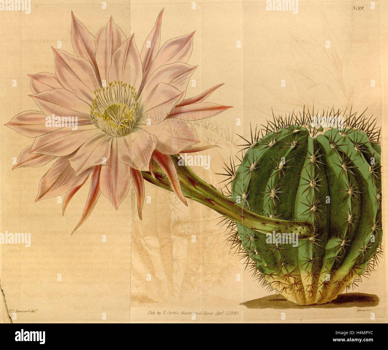 Botanische Print- oder englischen Naturgeschichte Illustration von Joseph Swan 1796-1872, britischer Kupferstecher Stockfoto