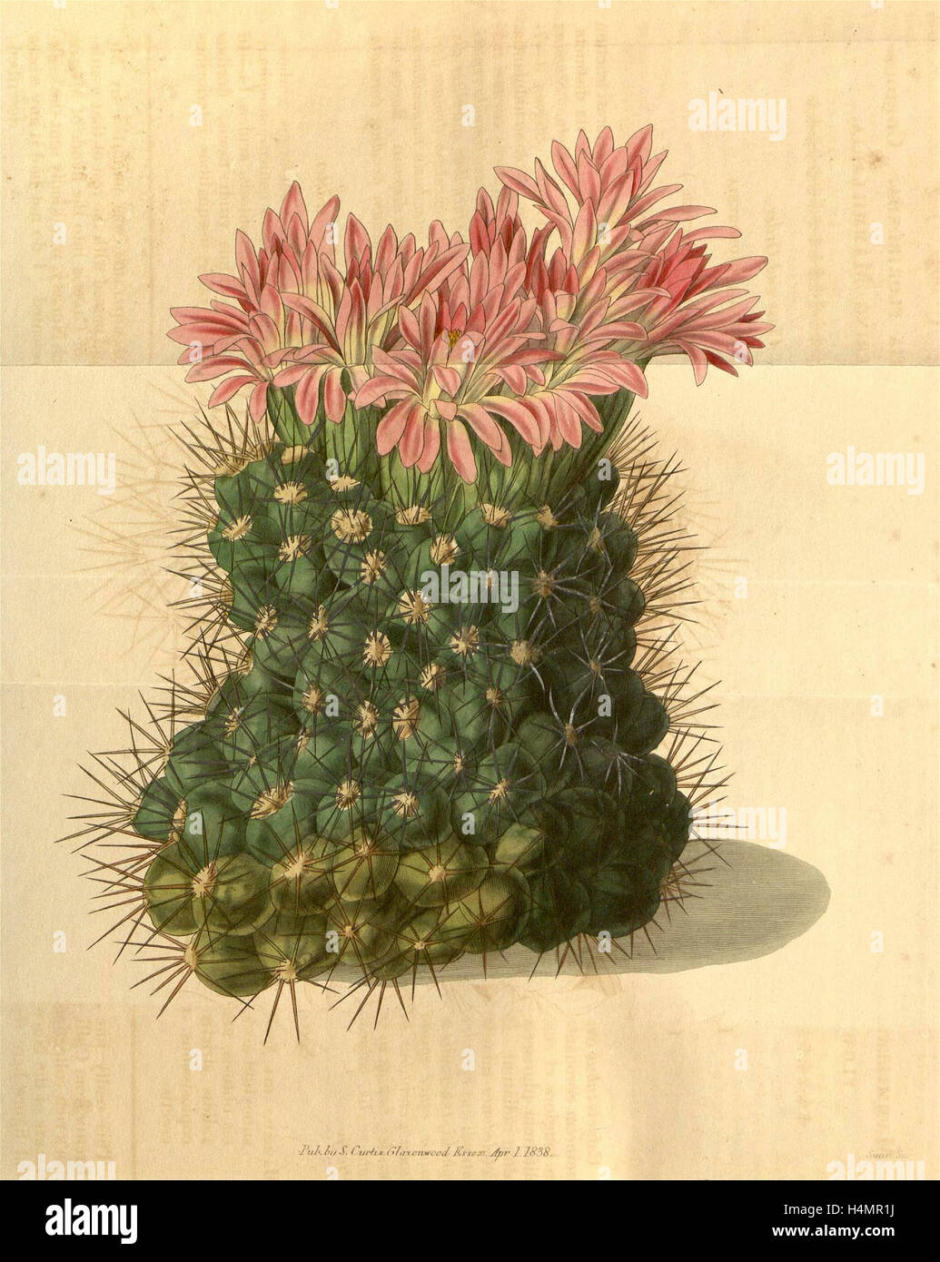 Botanische Print- oder englischen Naturgeschichte Illustration von Joseph Swan 1796-1872, britischer Kupferstecher Stockfoto