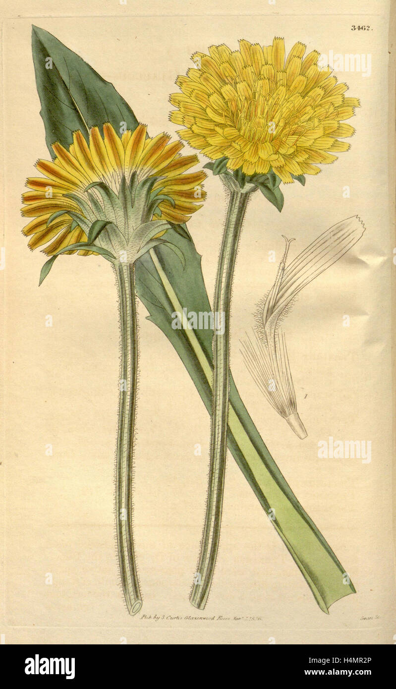 Botanische Print- oder englischen Naturgeschichte Illustration von Joseph Swan 1796-1872, britischer Kupferstecher Stockfoto