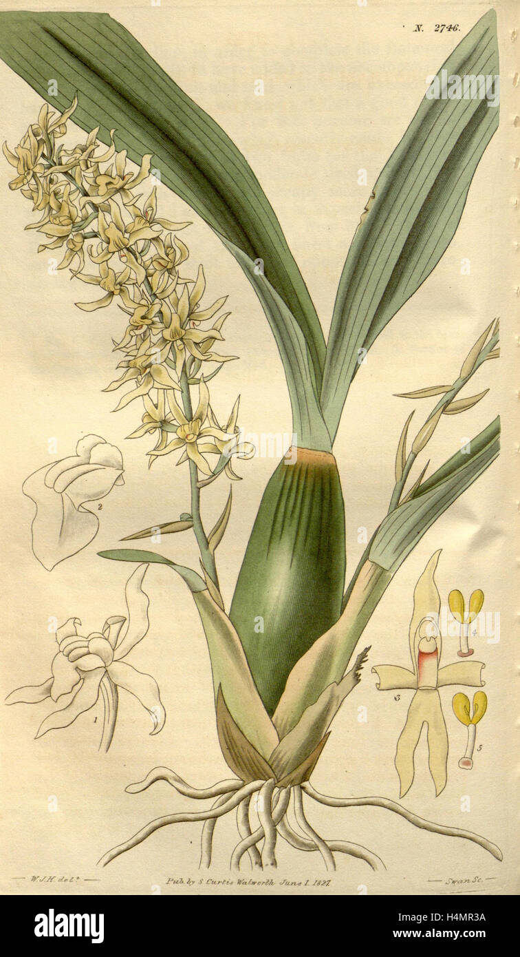 Botanischen Drucken von Sir William Jackson Hooker, FRS, 1785-1865, englische Botanischer illustrator Stockfoto