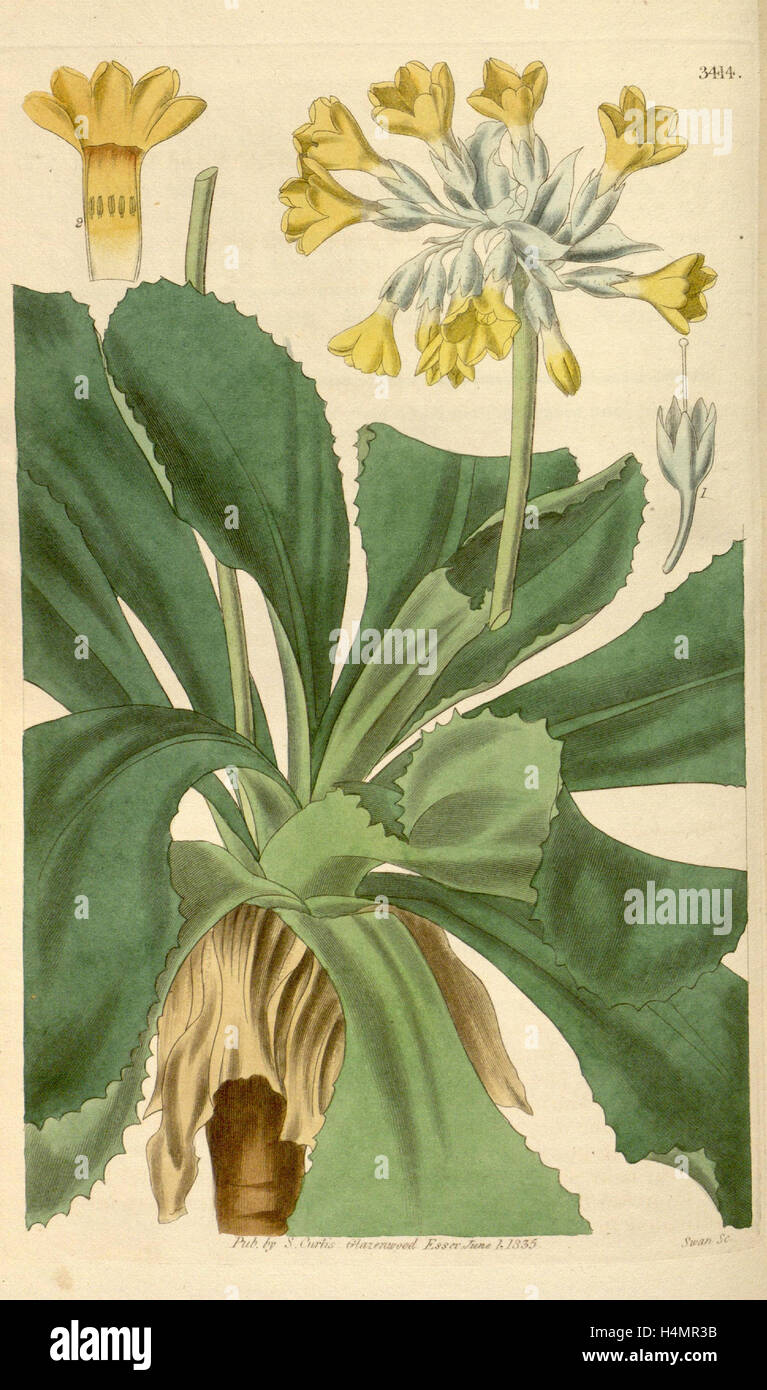 Botanische Print- oder englischen Naturgeschichte Illustration von Joseph Swan 1796-1872, britischer Kupferstecher Stockfoto