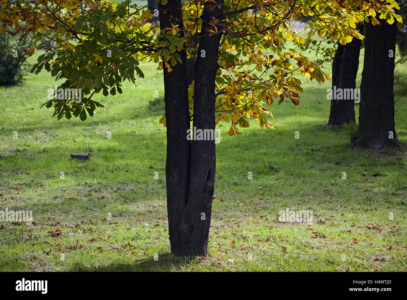 Baum mit gelben Blättern im Stadtpark Stockfoto