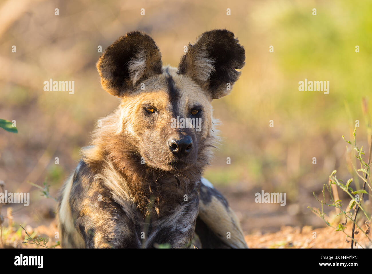 Schließen Sie oben und Porträt einer niedlichen Wildhund oder LYKAON im Busch liegen. Wildlife Safari im Krüger National Park, die wichtigsten tra Stockfoto