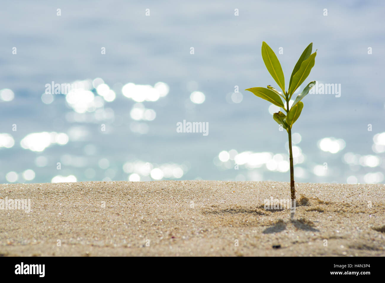 Eine kleine Pflanze am Sandstrand Stockfoto