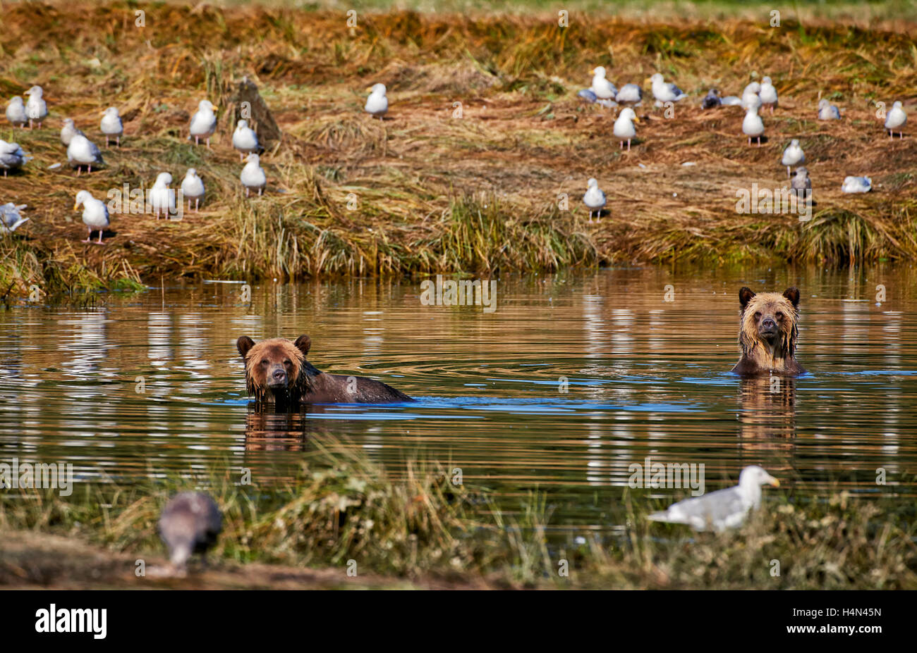 Grizzly trägt Jagd Lachs, Ursus Arctos Horribilis, Great Bear Rainforest, Knight Inlet, British Columbia, Kanada Stockfoto