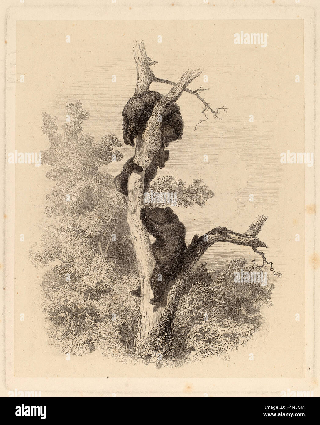 Karl Bodmer, Les Ours (The Bears), Schweizer, 1809-1893, 1858-1874, Radierung in schwarz auf Chine collé Stockfoto