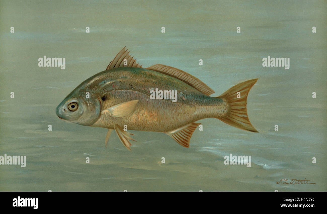 Die Kingfish, Wittling oder Barb, Mentichirrhus Nebulosus, Harris, William C. (William Charles), 1830-1905, (Autor), Petrie, J. Stockfoto