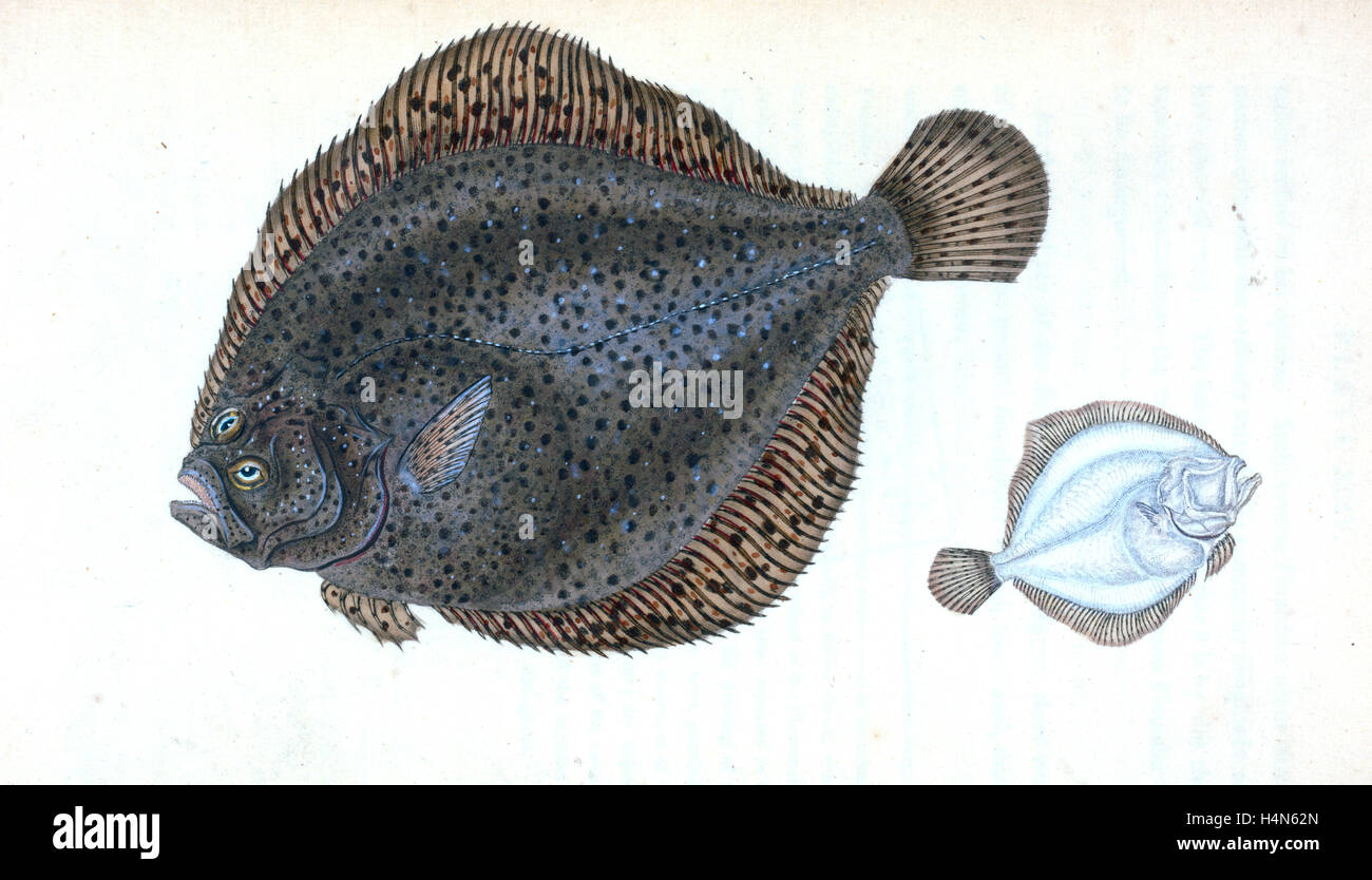 Brill, Pleuronectes Rhombus, britische Fische, Donovan, E. (Edward), 1768-1837, (Autor) Stockfoto