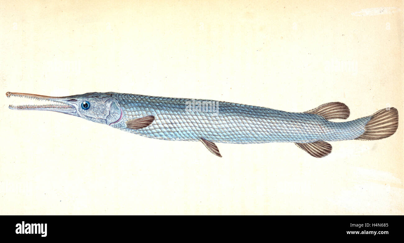 Große oder Bony Kaimanfisch-Fisch, Esox Osseus, Brite/Britin fischt, Donovan, E. (Edward), 1768-1837, (Autor) Stockfoto