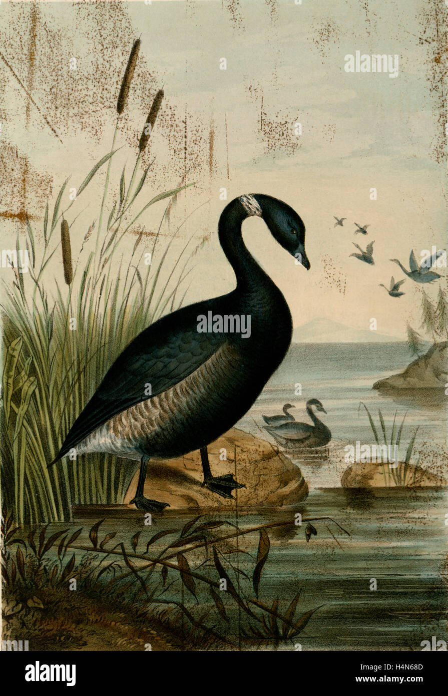 Bernicla Nigricans, the Black Brant., Suckley, George 1830-1869, Cooper, J. G. James Graham 1830-1902 Stockfoto