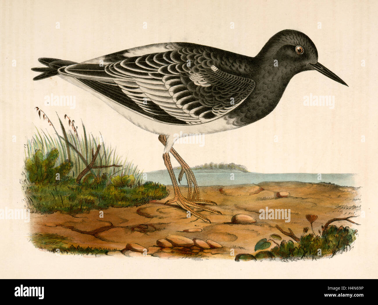 Strepsilas Melanocephalus, Black-headed Steinwälzer., Suckley, George 1830-1869, Cooper, J. G. James Graham 1830-1902 Stockfoto