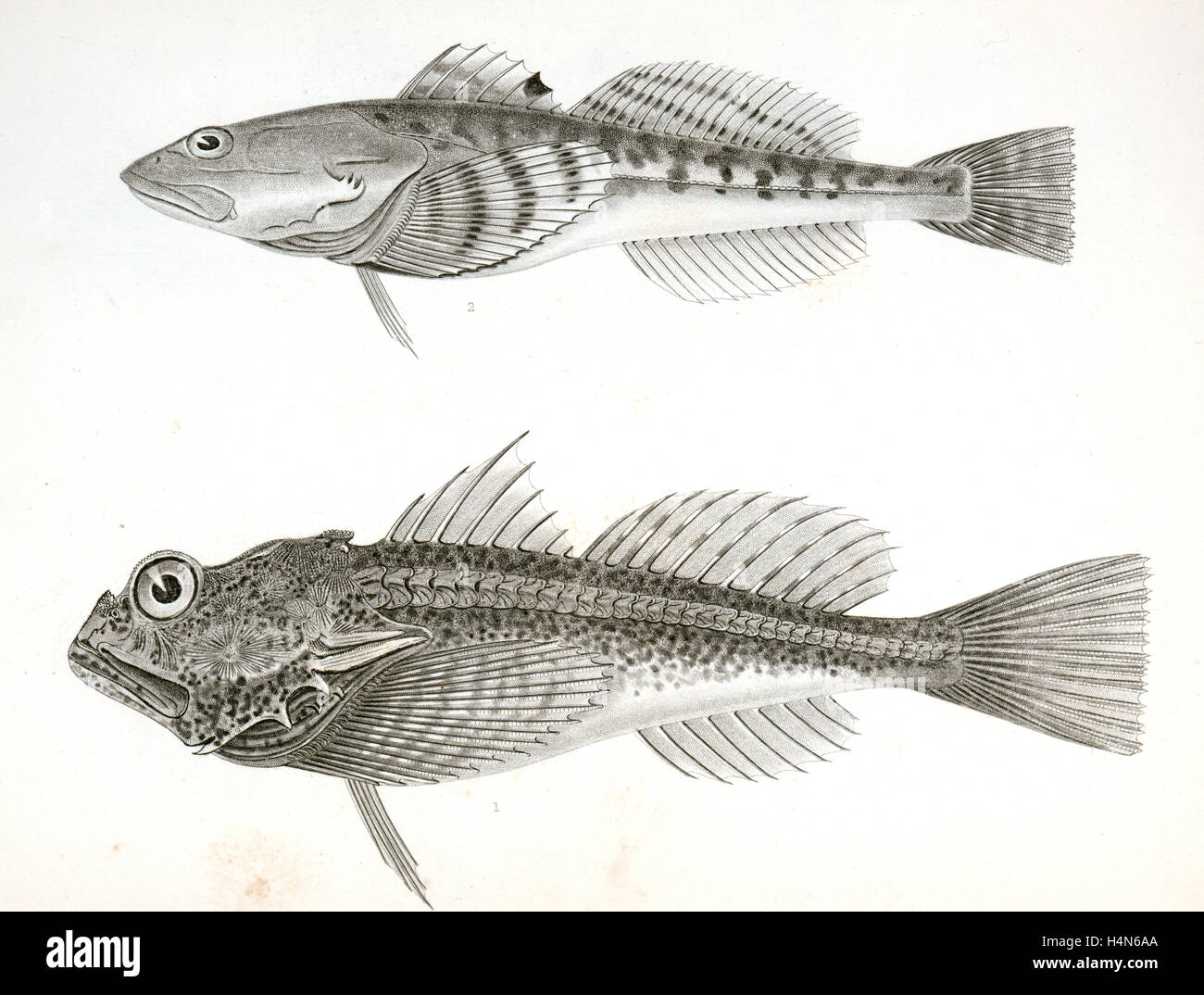 1. Aspicottus Bison, Buffalo Seeskorpion; 2. Leptocottus Armatus, schlanke Seeskorpion., Suckley, George 1830-1869 Stockfoto