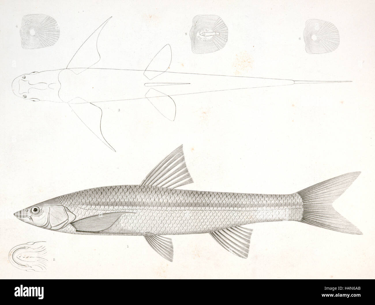 1-6. Pogonichthys Communis, Nebraska Dace., Suckley, George 1830-1869, Cooper, J. G. James Graham 1830-1902 Stockfoto