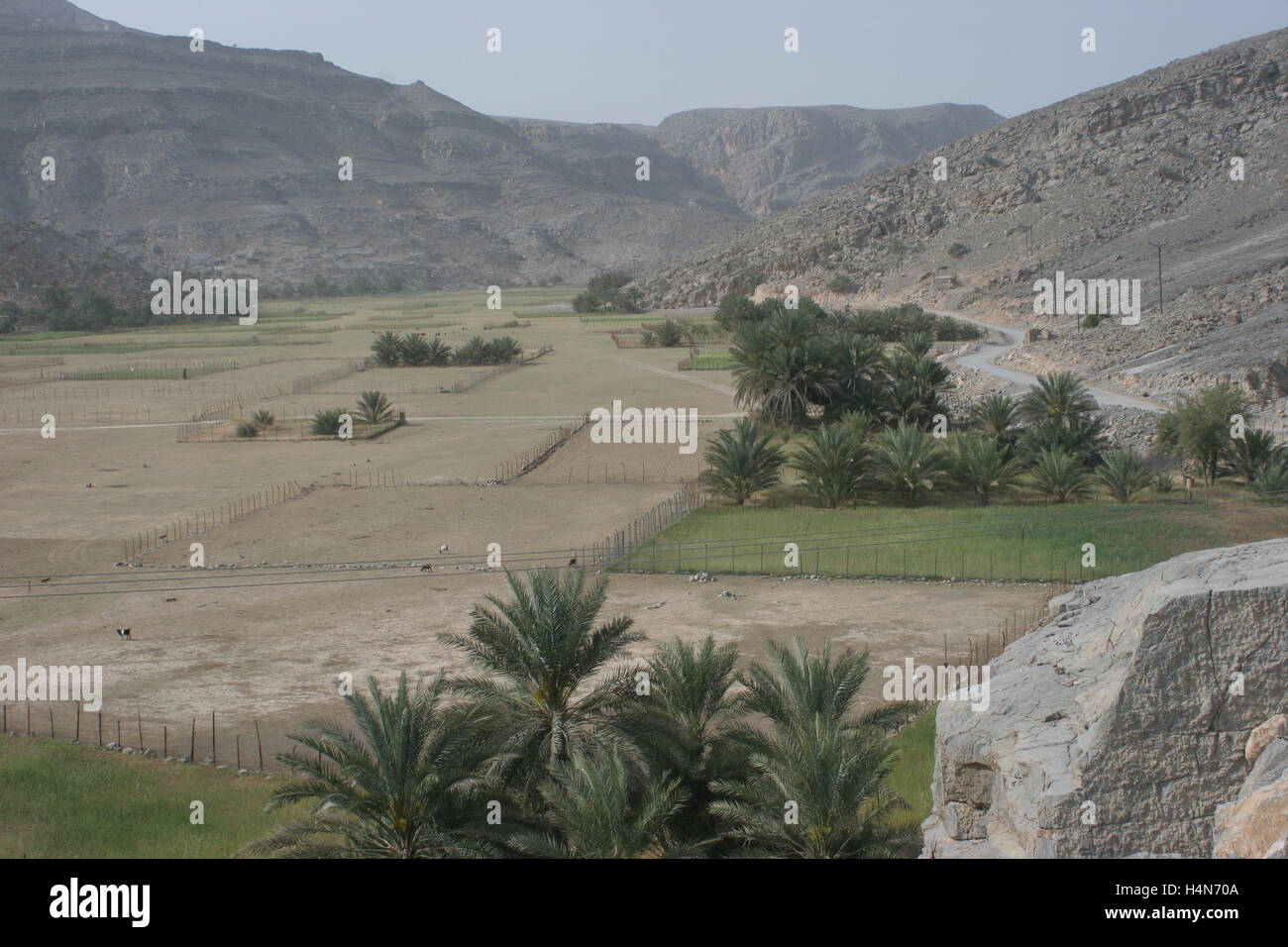 Feldern inmitten der wilden Landschaft die Musandam-Halbinsel in der Nähe von Khasab im nördlichen Oman Stockfoto