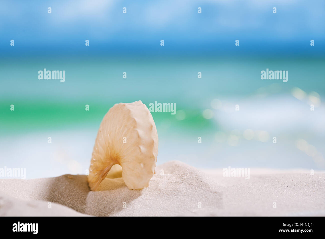 Papier-Meeresschnecke am weißen Sandstrand unter der Sonnenlicht, flachen dof Stockfoto