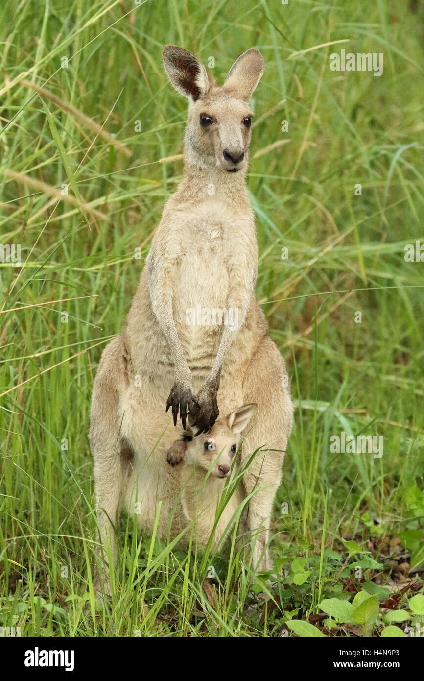 Eine Känguru-Mutter und Baby peering heraus. Stockfoto