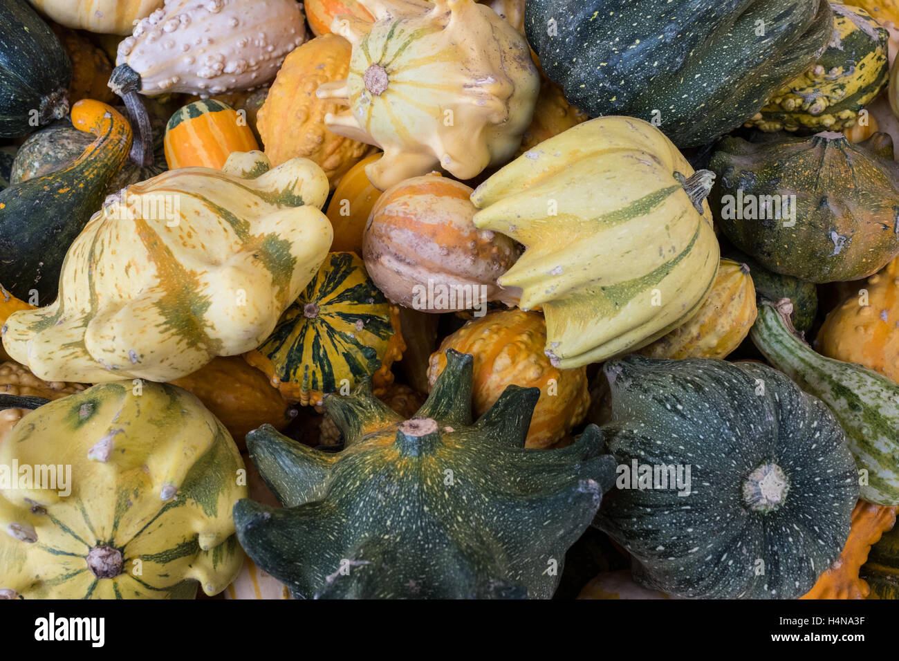 Eine Vielzahl von squash Stockfoto