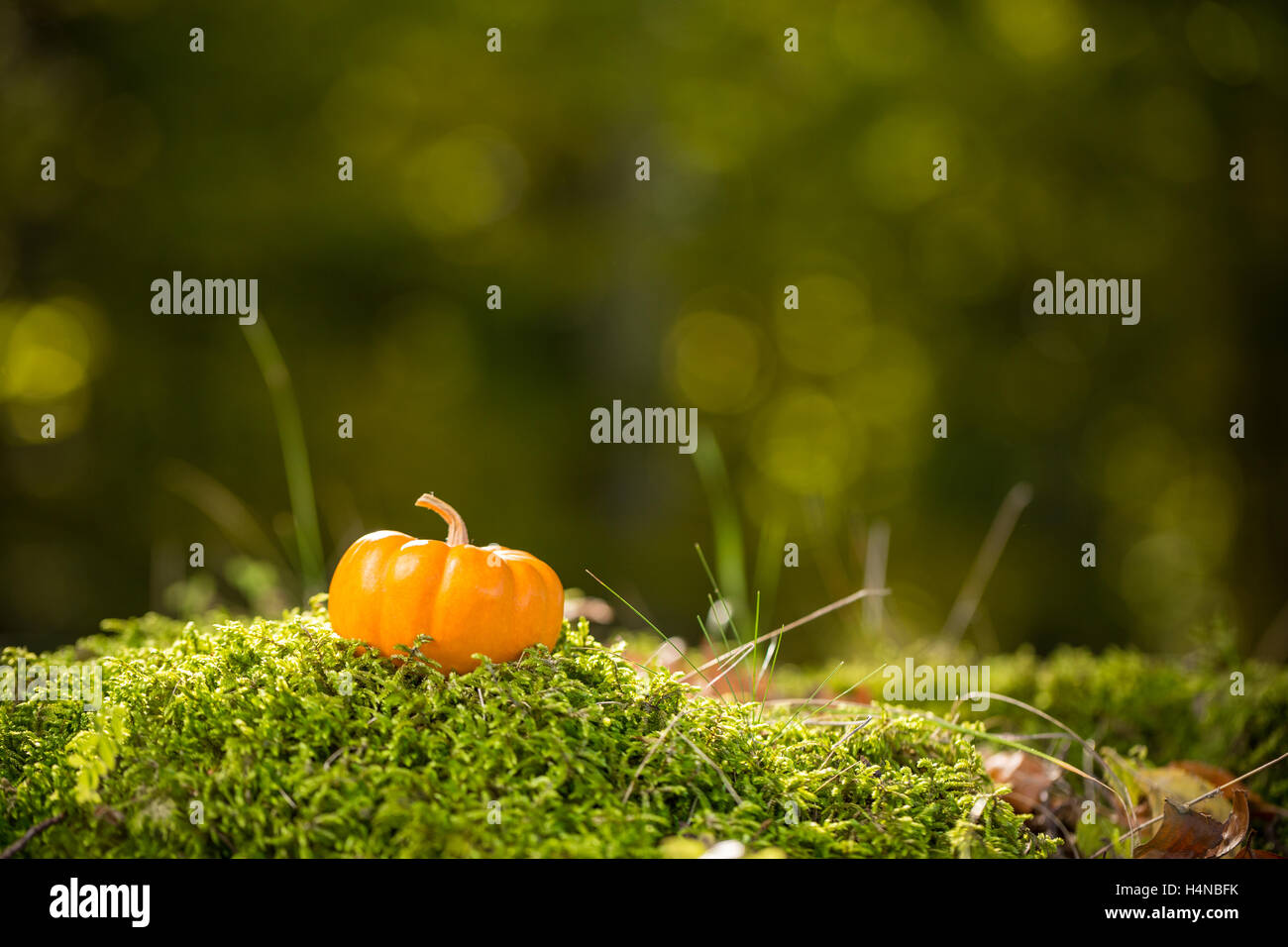 Mini orange Kürbis im Moos liegend Stockfoto