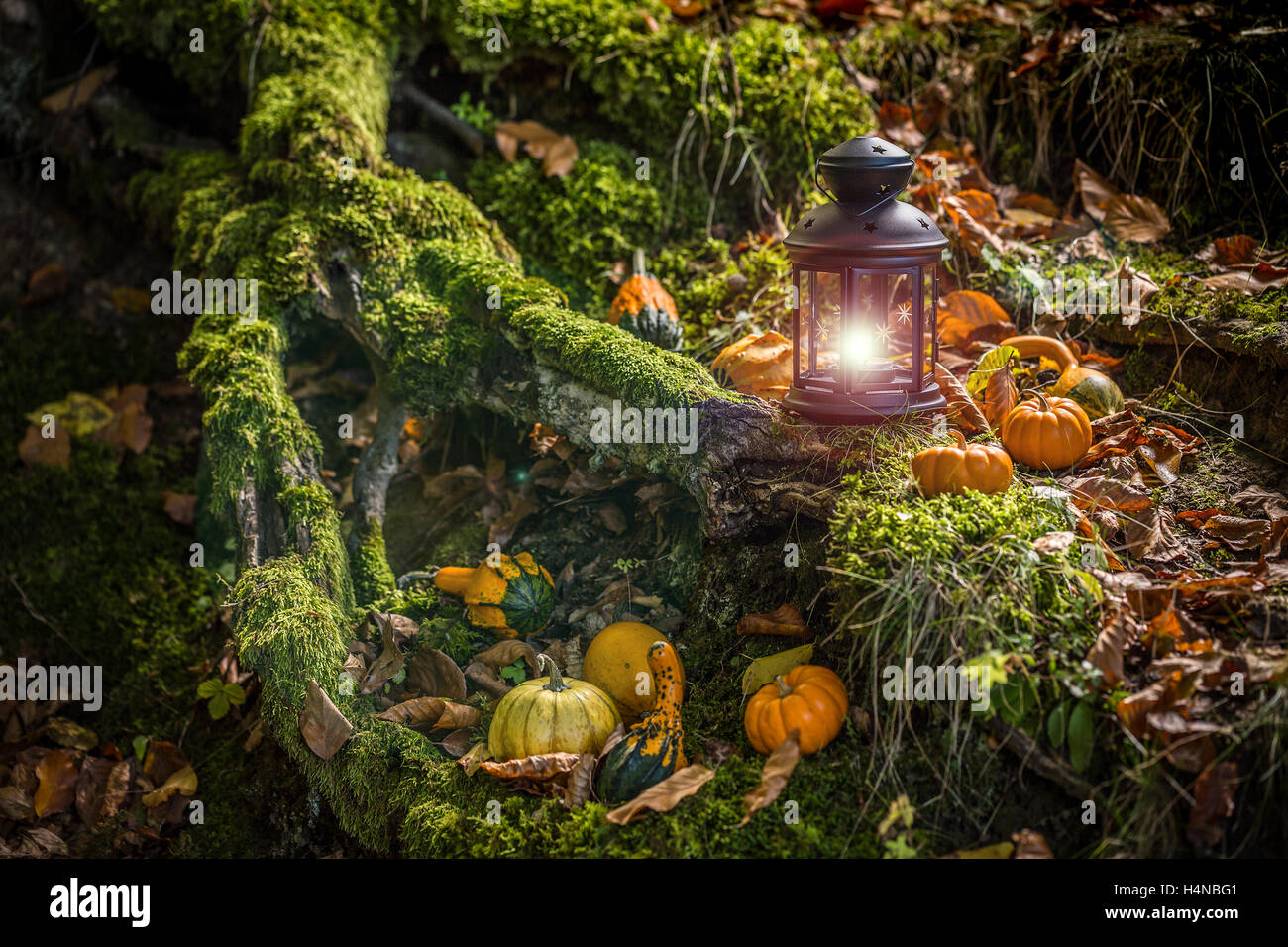 Halloween-Kürbisse im Wald Stockfoto