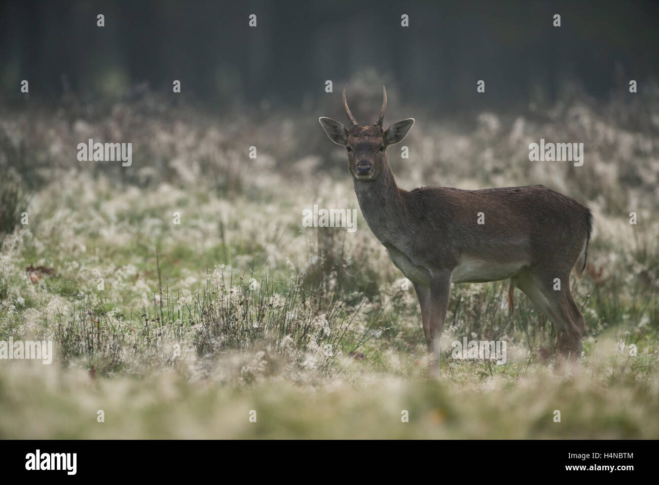 Damhirsch (Dama dama), Jungtier mit spitzen Geweihen im Morgengrauen, auf einer tau bedeckten natürlichen Wiese, in hohem Gras, Tierwelt, Europa. Stockfoto