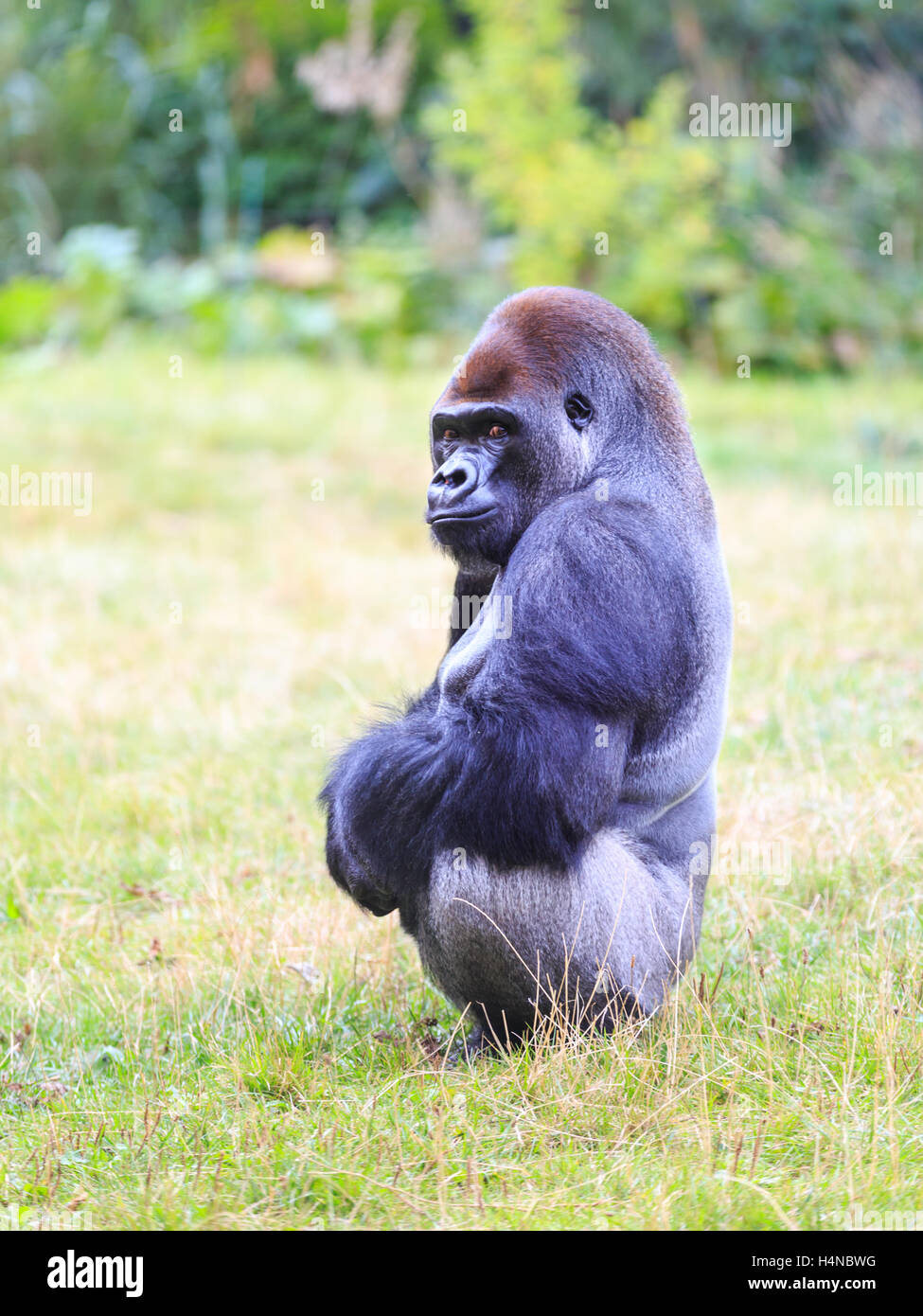 Kumbuka, 18 Jahre alte männliche Flachlandgorilla, die versuchten zu entkommen im ZSL London Zoo im Oktober 2016, England, UK Stockfoto