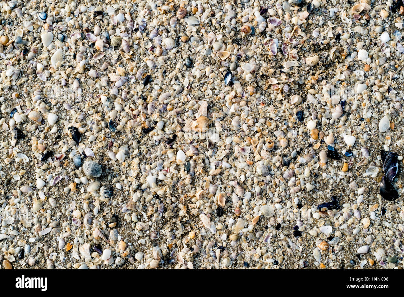 Kleine Muscheln und Sand am Strand. Hintergrund, Textur Stockfoto