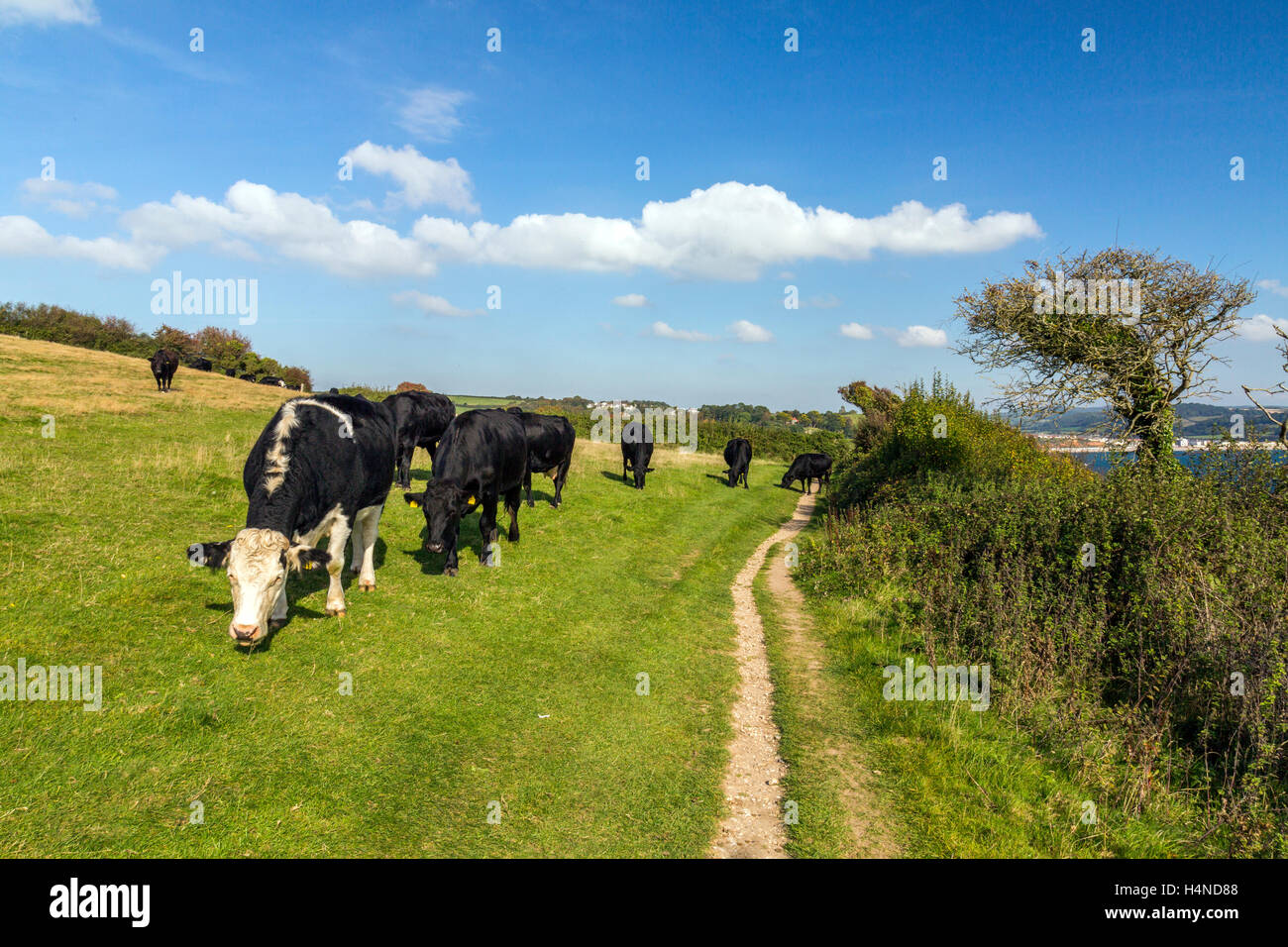 Milchkühe weiden auf dem Küstenpfad SW auf der Jurassic Coast in der Nähe von Bier, South Devon, England, UK Stockfoto