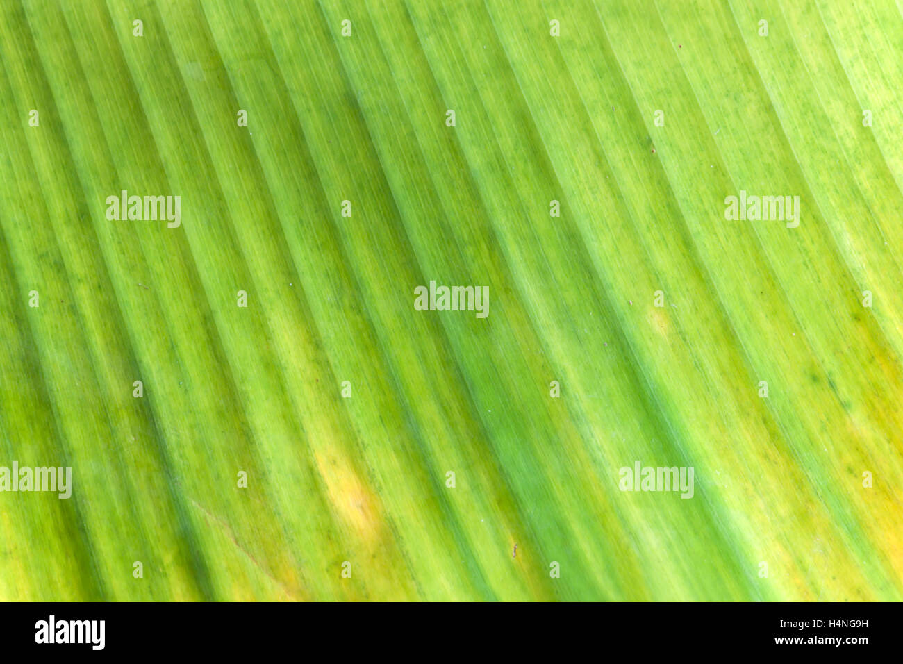 Bananenblatt, die Farbe Textur abstrakten Hintergrund änderte hautnah Stockfoto