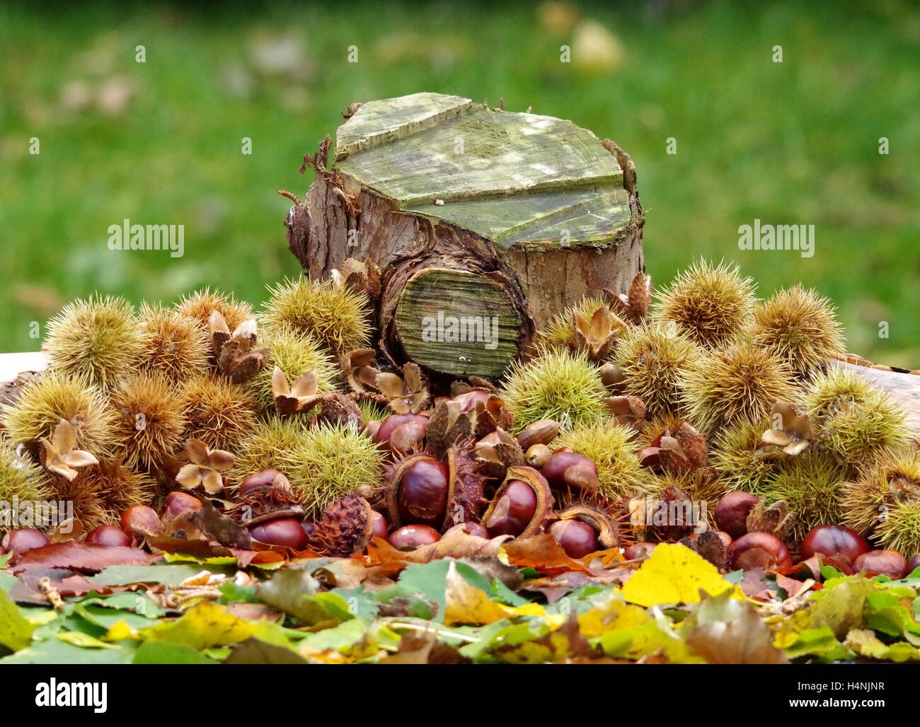 Herbst Blätter und conkers legte im Herbst Anzeige fto zeigen die tollen Farben der Saison Stockfoto