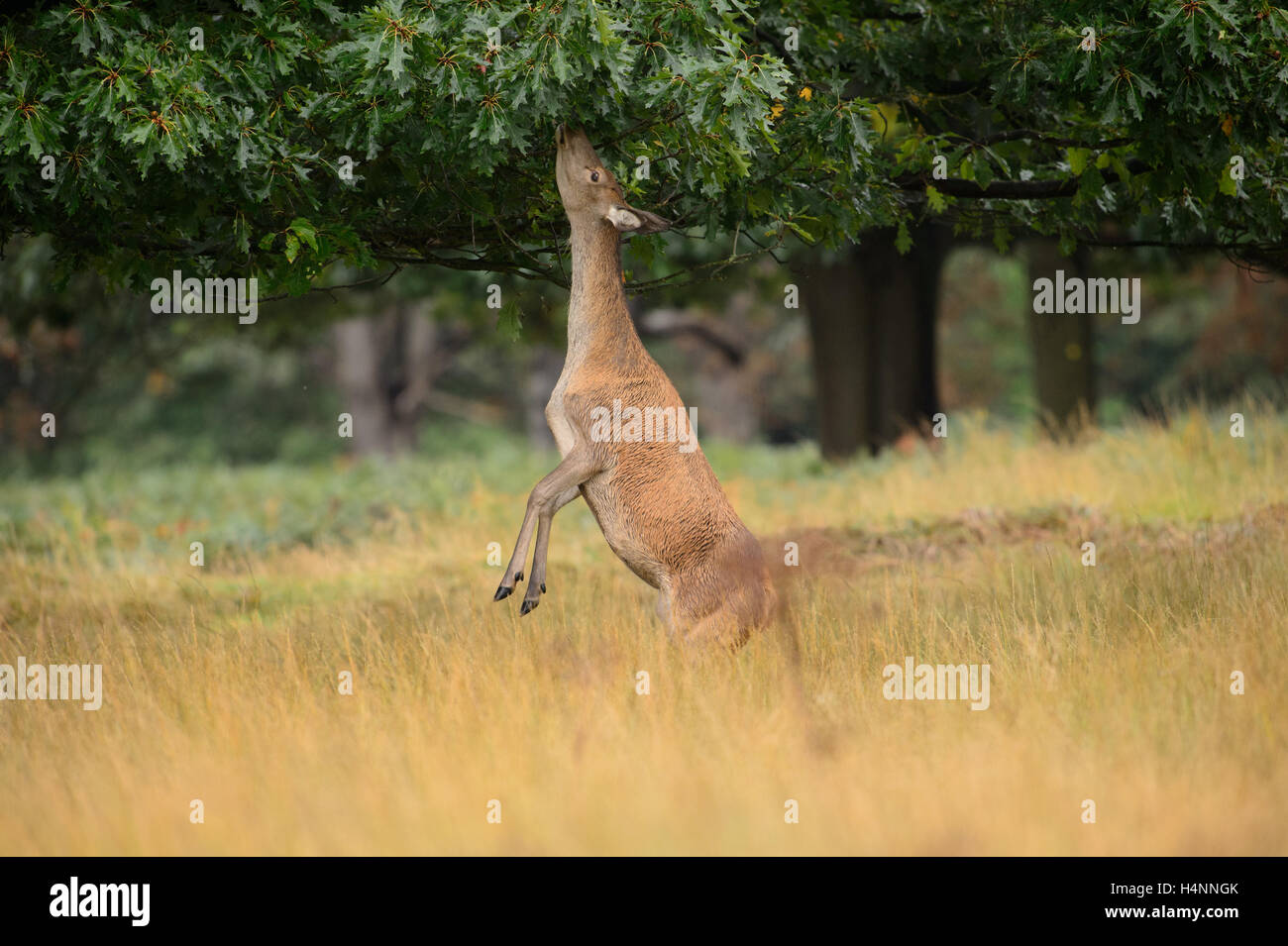 Weibliches Rotwild steht auf den Hinterbeinen zu erreichen und Essen Eiche Blätter. Richmond Park, London, UK. Stockfoto