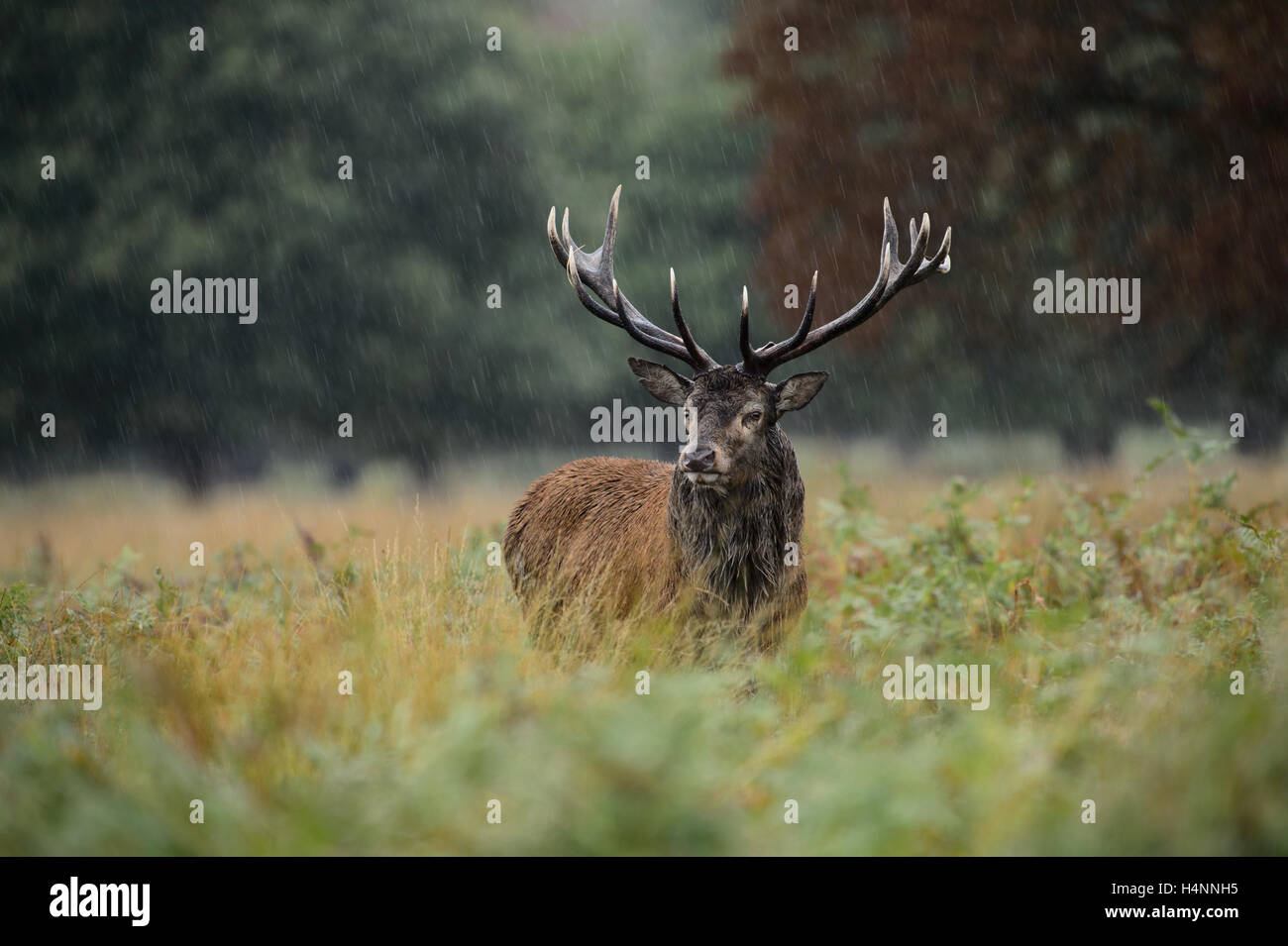 Rotwild-Hirsch im Regen während der Brunftzeit. Richmond Park, London, UK Stockfoto