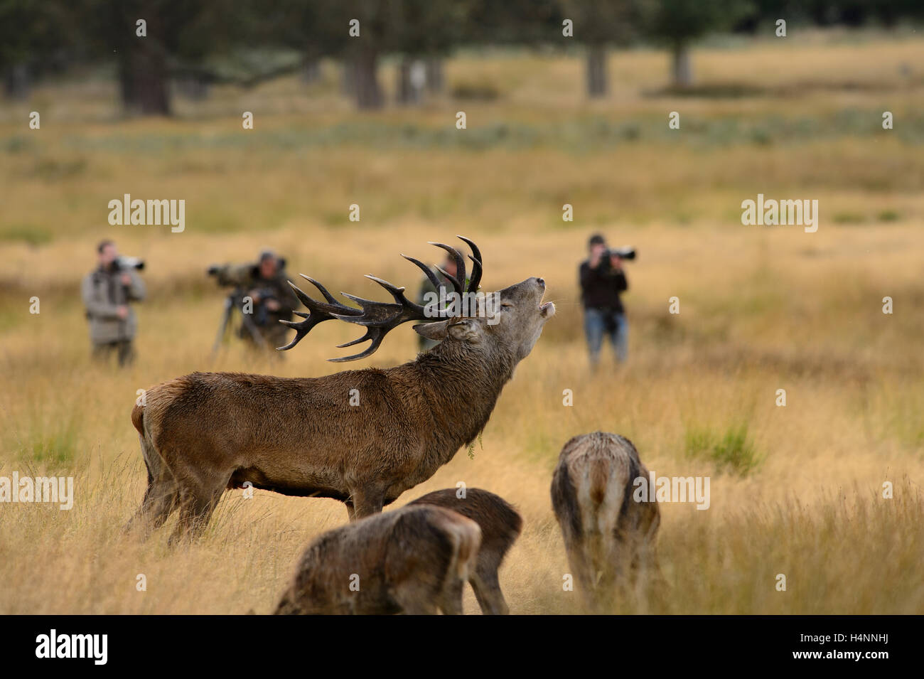 Rotwild-Hirsch aufrufen im Richmond Park, UK mit Wildlife-Fotografen im Hintergrund. Stockfoto