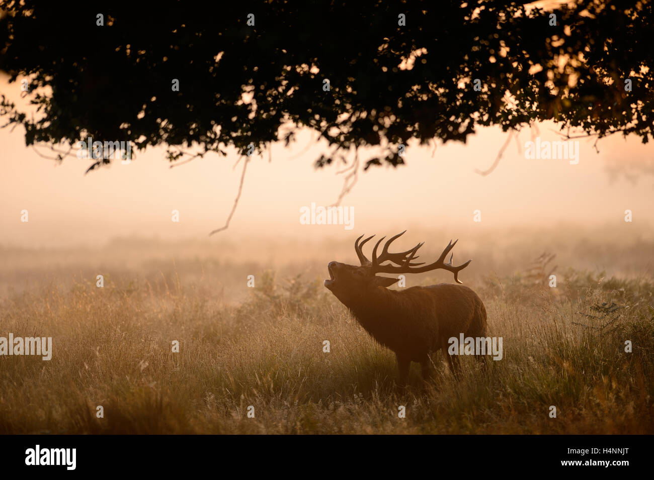 Rotwild-Hirsch ruft im Nebel am frühen Morgen bei Sonnenaufgang, Richmond Park, London, UK. Stockfoto