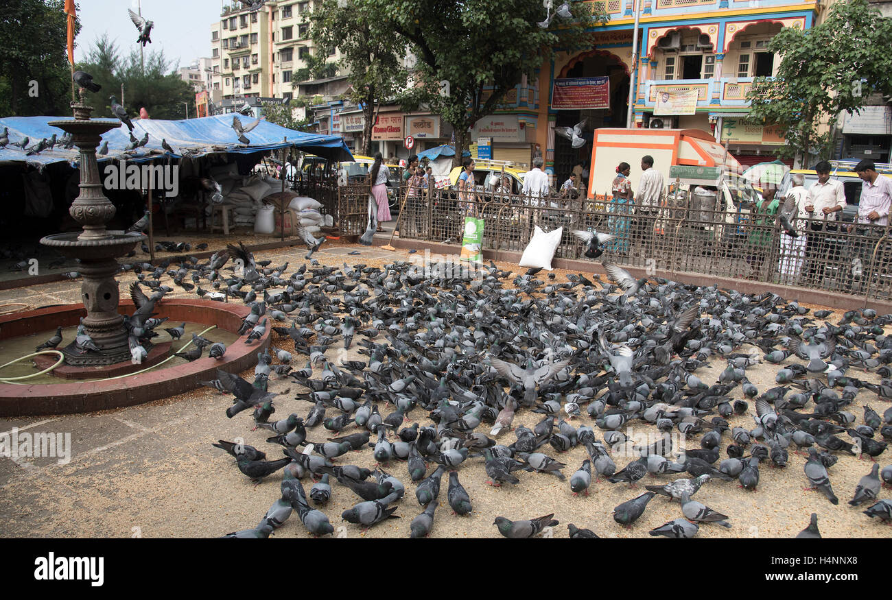 Das Bild des Kabutarkhana ta Dadar, Mumbai, Maharashtra, Indien Stockfoto