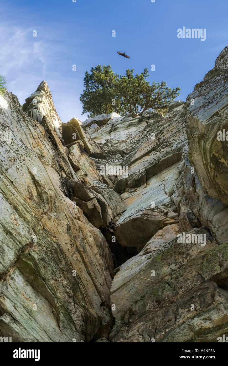 Nachschlagen der metamorphen Quarzit an einen Baum auf der große Höhepunkt im Pilot Mountain State Park. North Carolina Stockfoto