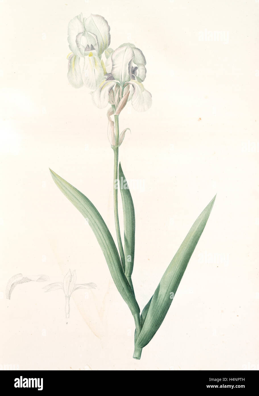 Iris Swertii, Iris de Swert, hohen Bartiris, Redoute, Pierre Joseph, 1759 – 1840, Les Liliacees, 1802-1816 Stockfoto