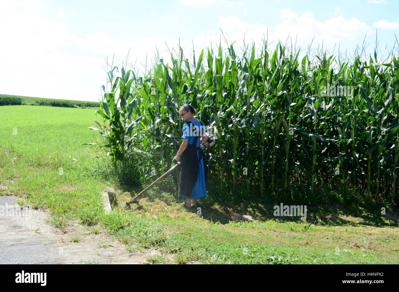 amische Land Pennsylvania USA Frau trimmen Rasen neben Mais Ernte Simon Leigh Stockfoto