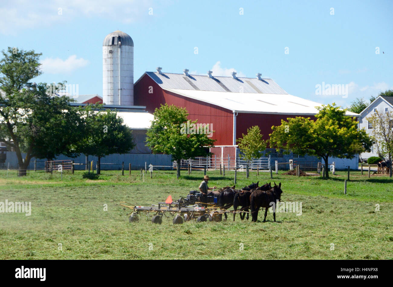 Eine amische Bauer, die Arbeit mit den Pferden in Lancaster County, Pennsylvania Stockfoto