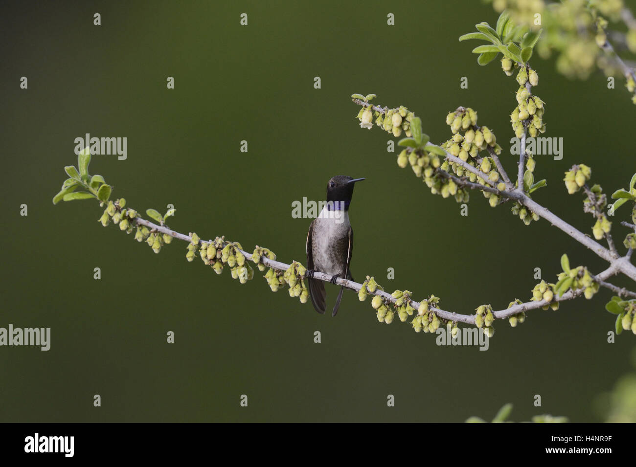 Schwarzer-chinned Kolibri (Archilochos Alexander), Männchen thront auf blühenden Texas Persimone (Diospyros Texana), Texas Stockfoto