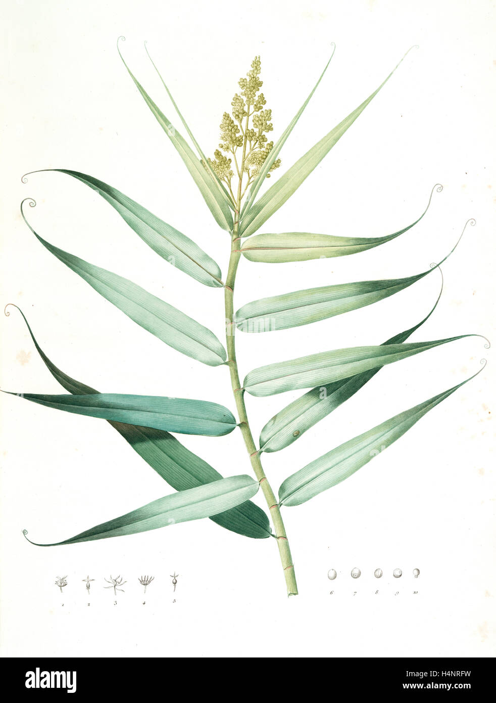 Flagellaria Indica, Flagellaria des Indes, falsche Rattan; Geschmeidige Jack; Peitsche, Rebe, Redoute, Pierre Joseph, 1759-1840 Stockfoto