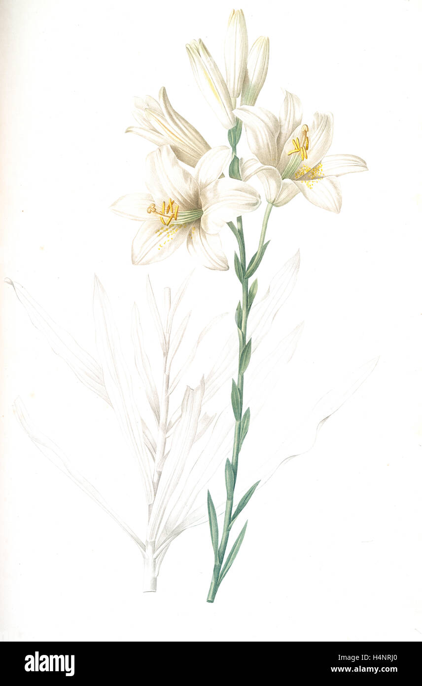 Lilium Candidum, Lis Blanc; Maddona Lilie, Redoute, Pierre Joseph, 1759 – 1840, Les Liliacees, 1802-1816 Stockfoto