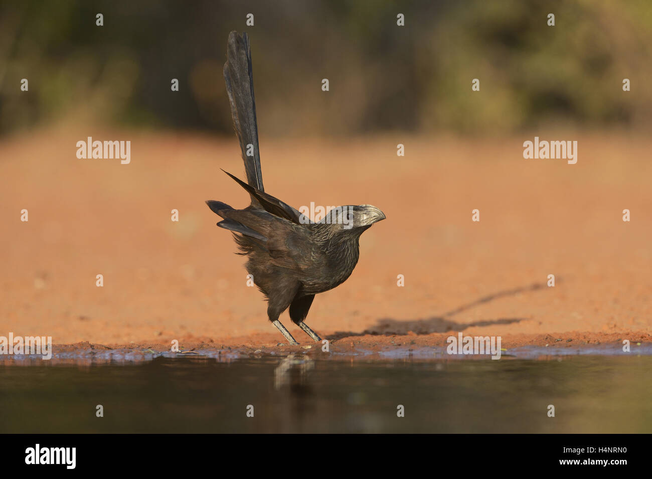 Nut-billed Ani (Crotophaga Sulcirostris), Erwachsene trinken, Rio Grande Valley, South Texas, Texas, USA Stockfoto